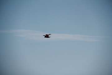 Fototapeta premium Through the sky