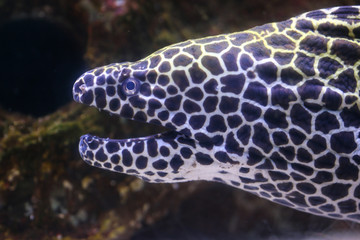 Fototapeta na wymiar A spotted moray eel breathes by opening its mouth underwater