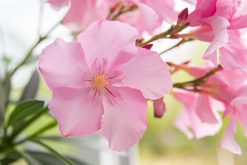 pink flowers oleander