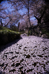 A sea of cherry blossom petals in the Kenwood neighborhood of Chevy Chase, Maryland