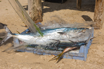 fresh fish seafood and fish market in los roques.