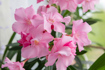 pink flowers oleander