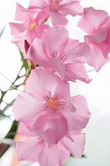 pink flowers oleander