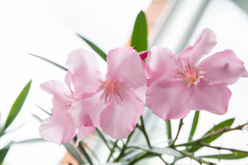 Fototapeta na wymiar pink flowers oleander