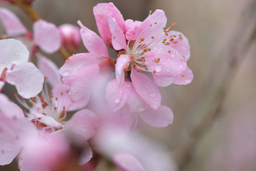 桃の花