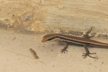 seychelles skink