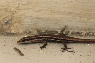 seychelles skink