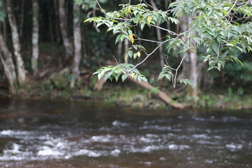 stream in the forest
