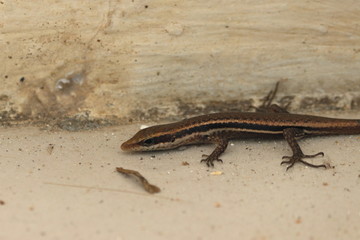 seychelles skink