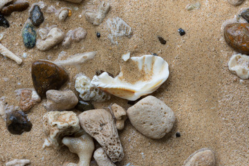 Fototapeta na wymiar sea shells and coral stones on the beach