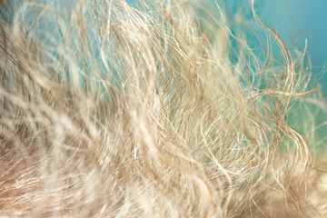 Senior woman' s grey curly hair, Close up & Macro shot, Selective focus, Line texture, Abstract background