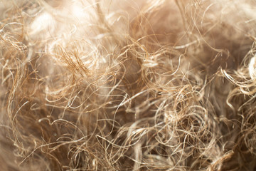 Senior woman' s grey curly hair, Close up & Macro shot, Selective focus, Line texture, Abstract background