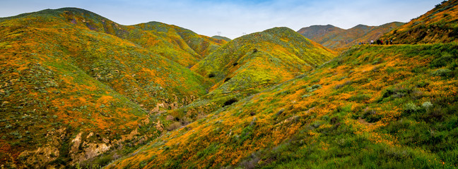 Flower covered hills