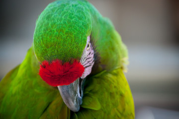colorful parrot