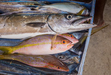fresh fish seafood and fish market in los roques