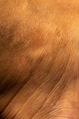 Woman's dry skin on ankle, Close up & Macro shot, Asian Body skin part, Healthcare concept, Abstract background