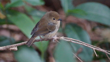 Obraz premium Little BIrd