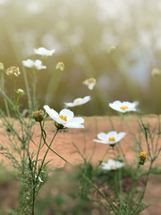 White cosmos flowers blooming in the garden with soft sunlight.