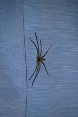 huntsman spider