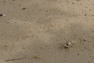 sand crab on beach