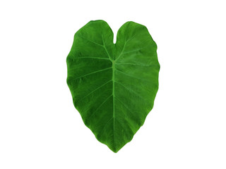 Green Caladium leaf (colocasia esculenta) with heart shape isolated on white background