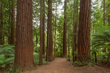 Fototapeta na wymiar Redwoods Forest Rotorua 