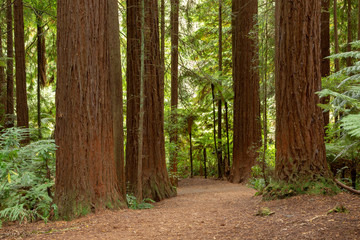 Redwoods Forest Rotorua 