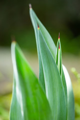 Green mix red leaves pattern texture background, Close up & Macro shot, Selective focus, Abstract graphic design