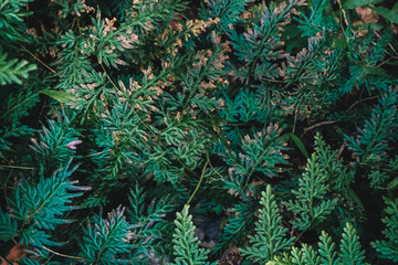 Leaves of green tropical fern foliage natural floral