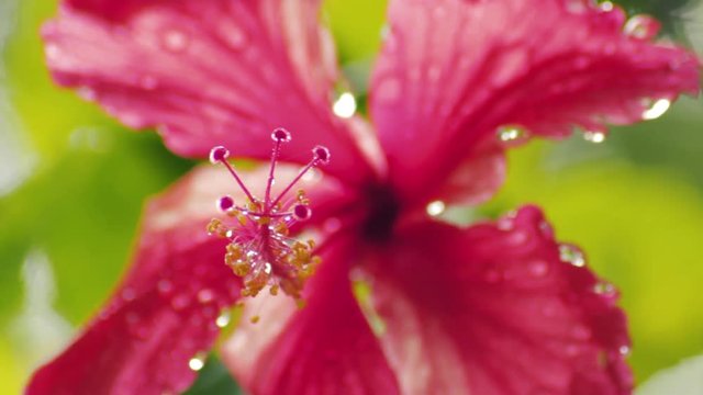 Closeup macro shot of pistil and stamen of a wet red hibiscus flower after the rain