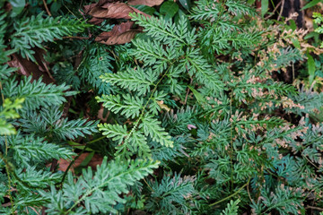Leaves of green tropical fern foliage natural floral