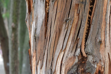 Corteza de árbol