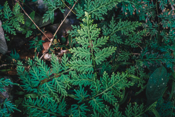 Leaves of green tropical fern foliage natural floral