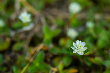 Little white flowers in bokeh garden background, Close up & Macro shot, Selective focus, Abstract graphic design