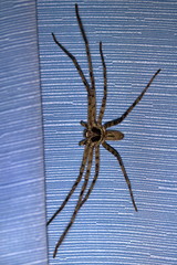 huntsman spider