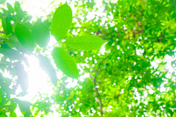 Blurred green tree leaf background with bokeh