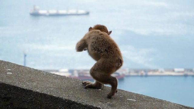 Young fearless monkey exploring Gibraltar
