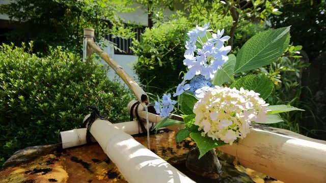Blue and white flowers of hydrangea in stone water bowl in Japan.