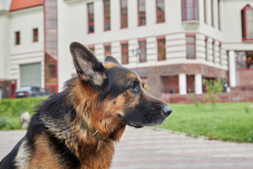 Dog German Shepherd in a city in a day