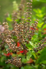 Withered, Green, Fresh Basil flowers (Ocimum basilicum) in garden, Close up & Macro shot, Abstract Blurred Background
