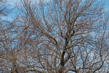 Dry branches of bare trees without leaves and blue sky.