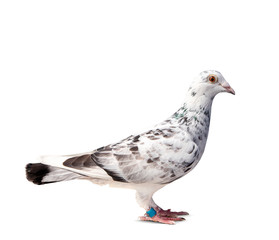 full body of grizt color speed racing pigeon bird isolate white background