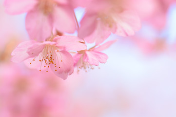日本の春　河津桜