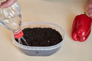 woman at home watering the ground is going to plant the seeds of red pepper in a plastic container with the earth on the table. growing plants and flowers at home