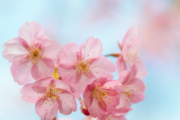 日本の春　河津桜