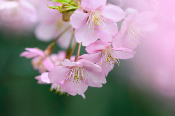 日本の春　河津桜