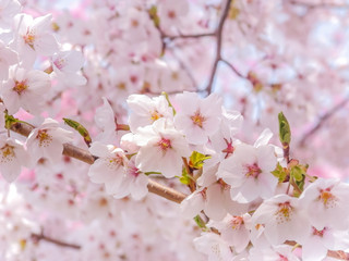 Fototapeta premium Close-up on Japanese pink sakura cherry blossoms flowers in bloom.