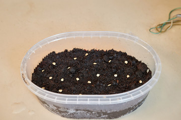 seeds of plants and flowers are laid out on the ground for planting in the White plastic container on the table at home