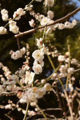 梅の花