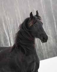 Obraz na płótnie Canvas Black frisian horse on snow winter background, portrait close up